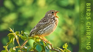 Birds Chirping  Relaxing Bird Singing Heal Stress Relieving Anxiety Ambient Nature [upl. by Calbert]