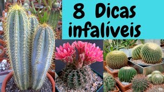 Cactos 8 Dicas infalíveis pro sucesso no cultivo [upl. by Eki]