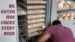 We hatch 1000 chicks every week from a 5280 capacity incubator [upl. by Rollie]