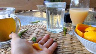 Geckos Lining Up to Eat From Our Hands [upl. by Inoj]