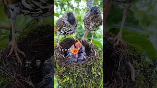 Amami’s Sparrow birds wildlife birdspotting birdwatch trendingshorts trending subscribe [upl. by Evetta]