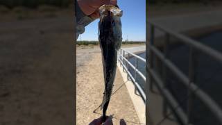 California aqueduct bass fishing rattle trap  aqueduct bassfishing fishingboyzoutlawz [upl. by Karim]