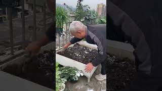 Quicklime sterilization and insecticide is a tradition left by the older generation plantingtips [upl. by Dedrick]