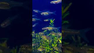 Planted aquarium new addition youtubeshorts shorts kerala aquarium [upl. by Francoise334]