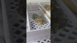 Northern Bobwhite quail hatched last night newaddition northernbobwhitequail bobwhitequail quail [upl. by Va]