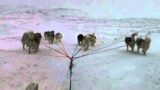 Dog sledding Iqaluit January 29 2012 [upl. by Saidnac]