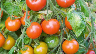 Saving Tomato Seeds How to Prepare and Store Seeds from Your Tomato Plants [upl. by Ateekram]