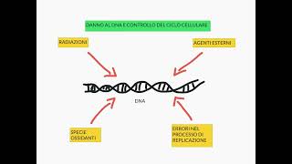 CORSO DI BIOLOGIA CELLULARE 2  LEZIONE 11  APOPTOSI [upl. by Enttirb]