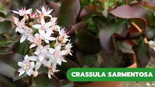 CRASSULA SARMENTOSA  Floración y Crecimiento [upl. by Lock789]