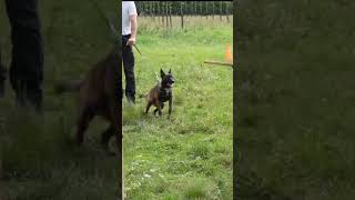 Belgian Malinois puppy training belgianmalinois [upl. by Aneert]