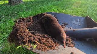 How to catch moles in your yard In 4K [upl. by Llerrem]