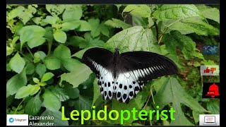 What Does a Lepidopterist Study [upl. by Campagna]