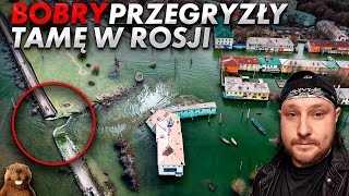 Bobry w Rosji przegryzły tamę i zalały region [upl. by Rella]