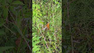 Gulf Fritillary butterfly [upl. by Inanuah]