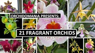 Orchidomania Presents 21 Fragrant Orchids [upl. by Oidivo]