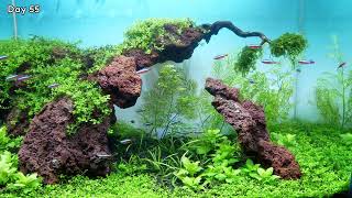 Monte Carlo Aquarium Plant  Planted Aquarium Setup [upl. by Kelleher]