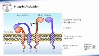 6 WBC Extravasation [upl. by Areid]