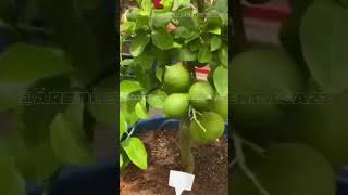 ⚠️REVELO el Fertilizante Casero que acelera el crecimiento de cualquier ÁRBOL FRUTAL en tu Jardín🍋 [upl. by Orlena]