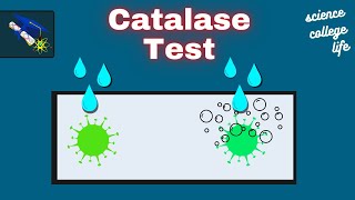 Catalase Test  Microbiology Lab [upl. by Aniuqal]