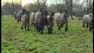 Belgian Draft Horses in Lippelo [upl. by Cameron]