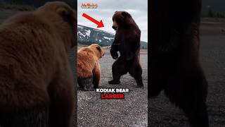 Grizzly Bear vs Kodiak bear Whos Deadlier🤔 [upl. by Kirkpatrick48]