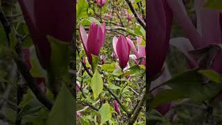 Magnolia liliiflora an enduring and striking decidious tree prettyflowers outdoorgarden [upl. by Kcirdot533]