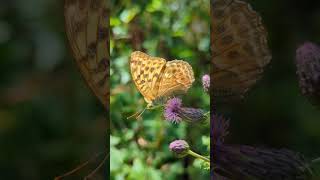 beautiful butterfly kaisermantel Argynnis paphia shorts short nature bugs schmetterling [upl. by Kcirdec72]