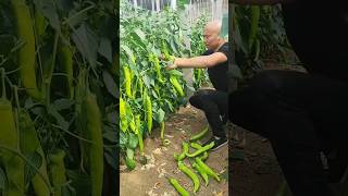 How To Growing China Big Mirch Part 2 🌶️👀 Enjoy The World Chinese New Fruits [upl. by Etyak]