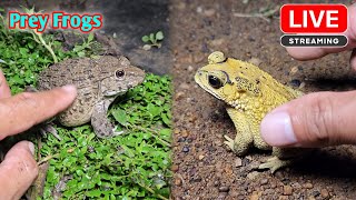 Funny catching froggy boing boing [upl. by Solberg]