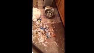 Dog trashes kitchen [upl. by Gorey]