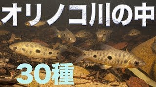 オリノコ川 の 水中 風景 多種多様 な 熱帯魚 が 混泳 コリドラス Orinoco [upl. by Fernald]