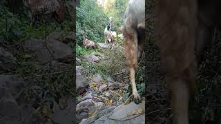 Saizo family enjoying green leaf himalayangoat goat himalayanvillage animals himalayanfarming [upl. by Hamrnand]