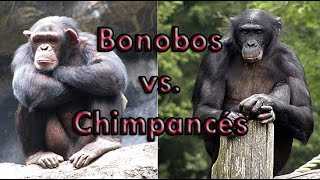 Bonobos vs Chimpancés [upl. by Larual]