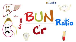 Serum BUNtoCreatinine Ratio BUNCr ratio  Kidney Function Tests  Nephrology Labs [upl. by Uttasta402]