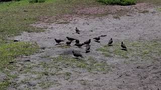 Birds on Curieuse Island Seychelles [upl. by Llezniuq]