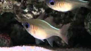 Longspine Cardinalfish Zoramia leptacanthus  LiveAquariacom [upl. by Jamaal]