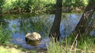 le chant des oiseaux et des grenouilles  6 minutes de relaxation [upl. by Pulchi]