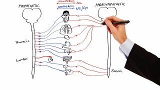 Pharmacology  AUTONOMIC NERVOUS SYSTEM MADE EASY [upl. by Mariande]