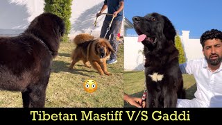 Tibetan Mastiff VS Gaddi Kutta 😳 की Fight कोन जीतेगा 😳😳 [upl. by Onaicilef91]