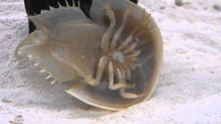 Horseshoe crab aquarium eating and swimming [upl. by Darnok]