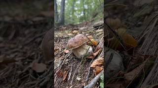 Boletus edulis shortissimo porcini mushroom viralvideo boletus forest nature [upl. by Rehpetsirhc]