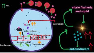 QUORUM SENSINGGram positive and negative bacteriaCELL SIGNALLING [upl. by Schilit408]