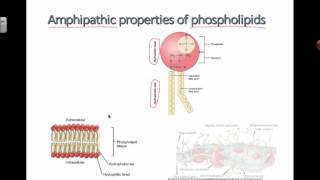 Amphipathic Properties of Phospholipids 2016 IB Biology [upl. by Edouard10]