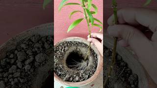 Mini Allamanda Plant propagation from cutting rainyseason plantpropagation [upl. by Ransell]