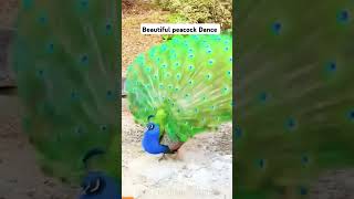 Beautiful Birds Music Dance video shortvideos varalshorts viralreels 10 miliion vews [upl. by Annawik]