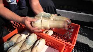 Whats a Geoduck [upl. by Nahallac]