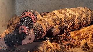 Gila Monsters Heloderma suspectum breeding [upl. by Nire]