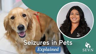 Seizures in Pets Causes Symptoms and Treatment Options [upl. by Renny]