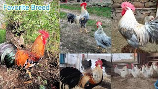 leghorn chicken  best chicken breeds  chicken breeds for eggs  fast growing chicken breeds [upl. by Elagibba]