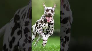 Everything You Need to Know About Dalmatians [upl. by Lebaron]